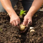 Ces légumes poussent mieux plantés que semés, et beaucoup ignorent encore pourquoi