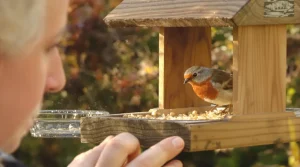 Cette date précise à partir de laquelle il faut réduire le nourrissage des oiseaux, voici pourquoi