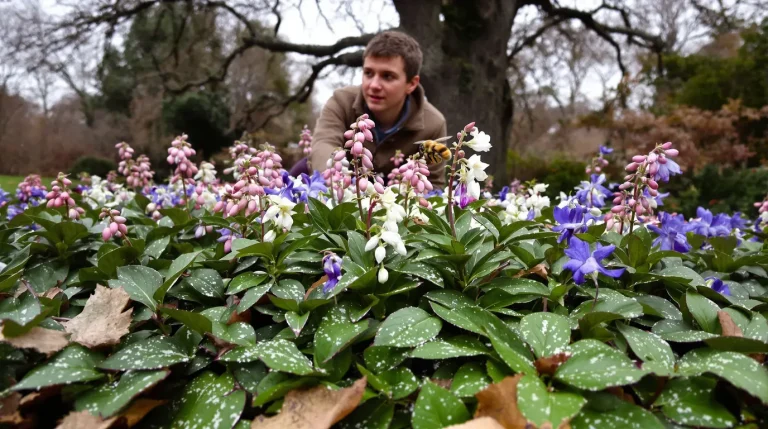 Jardiniers : cette vivace d’ombre méconnue illumine l’hiver, nourrit les abeilles et bloque l’herbe