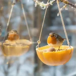 « Je l’ai posée hier, ils sont venus ce matin » : j’ai fait cette mangeoire maison en 5 minutes