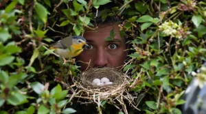 « Je pensais bien faire en taillant ma haie en mars » : l’erreur qui fait fuir les oiseaux nicheurs