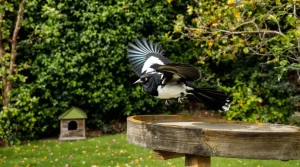 Que signifie la présence d’une pie dans votre jardin ? La vérité sur ce visiteur que l’on remarque