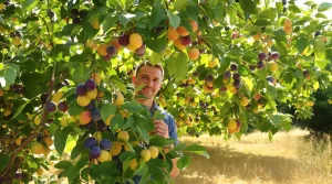 Cet arbre donne des fruits tout l’été, et pourtant très peu pensent à le planter au jardin