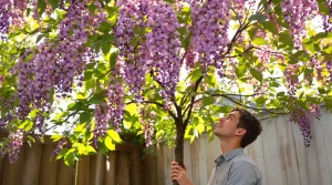 Cet arbre pousse aussi vite que le bambou, mais sa floraison remarquable fait toute la difference