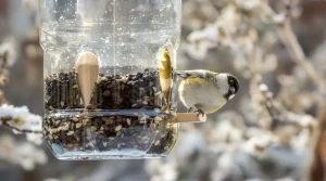 Comment une simple bouteille plastique devient une mangeoire idéale pour les oiseaux